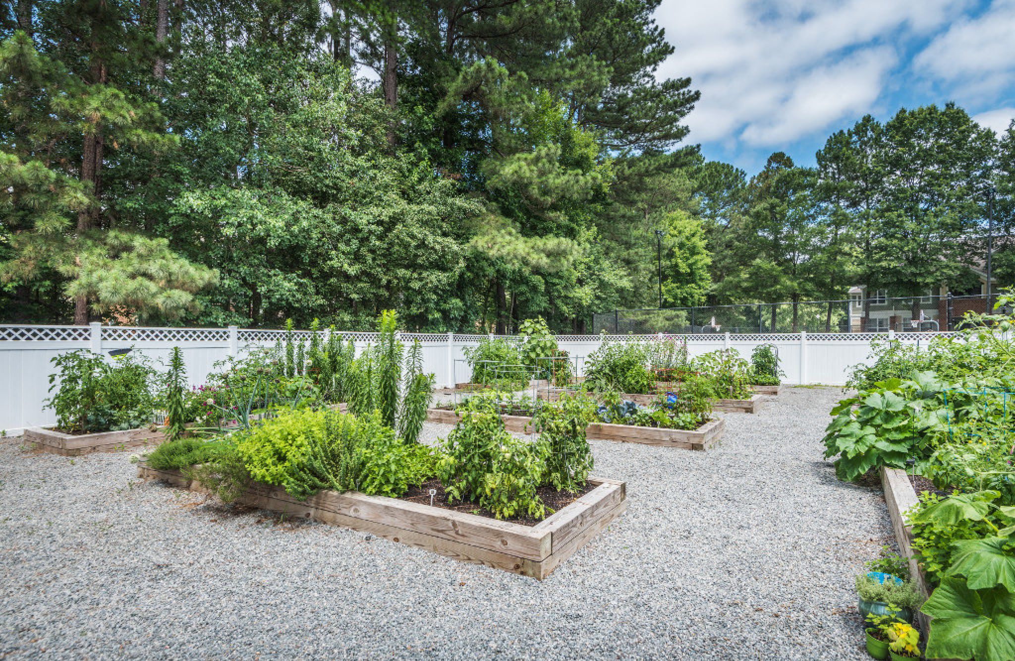 Hawthorne at the Parkway raised garden beds teeming with assorted plants and flowers in a serene community garden space, bordered by a white fence